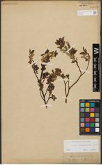 Foto von Salix waldsteiniana Willd.